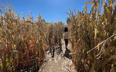 Diana's Pumpkin Patch