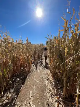 Diana's Pumpkin Patch