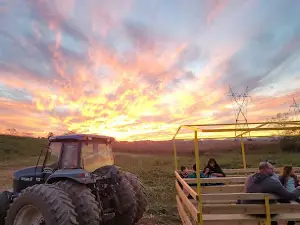 Ballinger Farm Crazy Maze