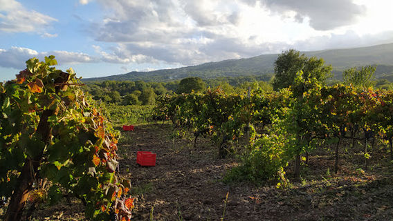 Aitala Vini dell'Etna