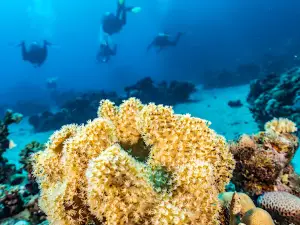 Deep South Divers