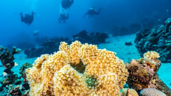 Marsa Alam Diving Center | Deep south-divers PADI & SDI