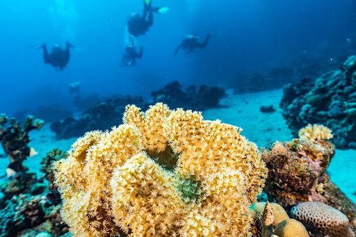 Marsa Alam Diving Center | Deep south-divers PADI & SDI