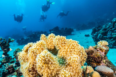 Marsa Alam Diving Center | Deep south-divers PADI & SDI