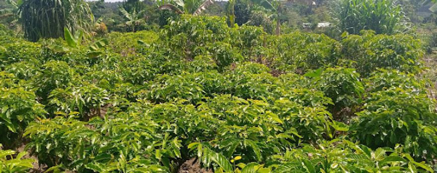 SSUUBI COFFEE AND TREE NURSERY