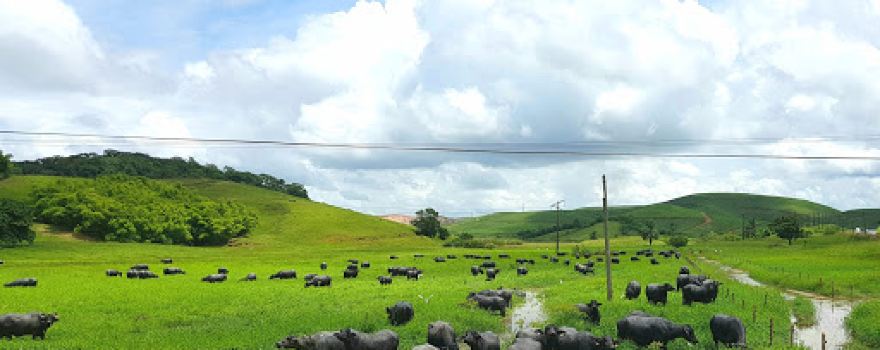 Fazenda Castanha Grande