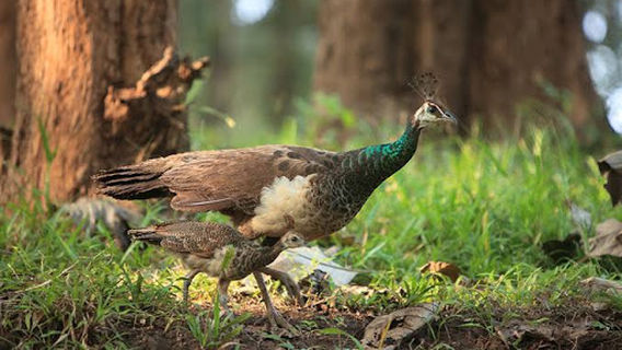 Tholpetty Wildlife Sanctuary