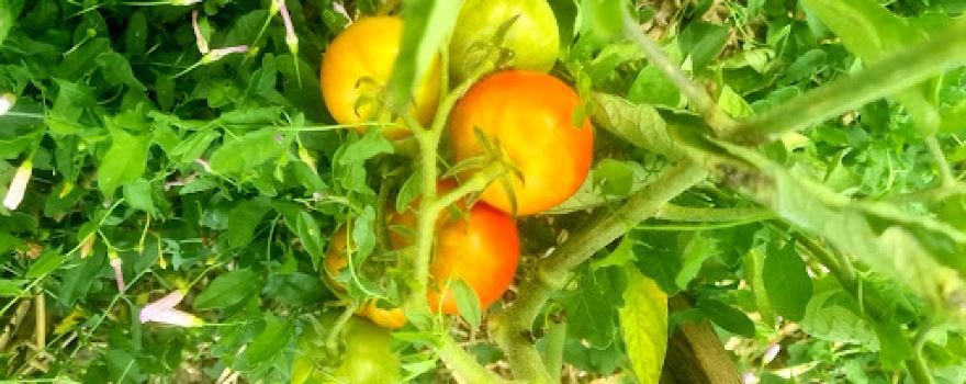 Les Jardins Familiaux