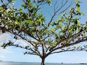 Taman Mattirotasi
