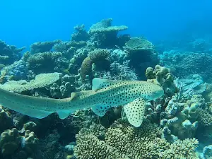 Vaavu excursions