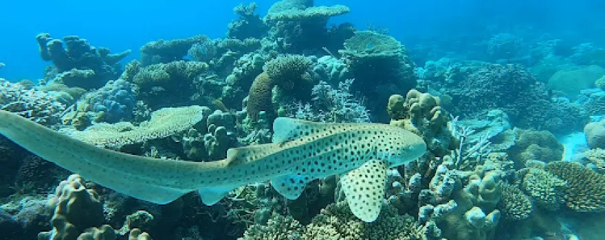 Vaavu excursions