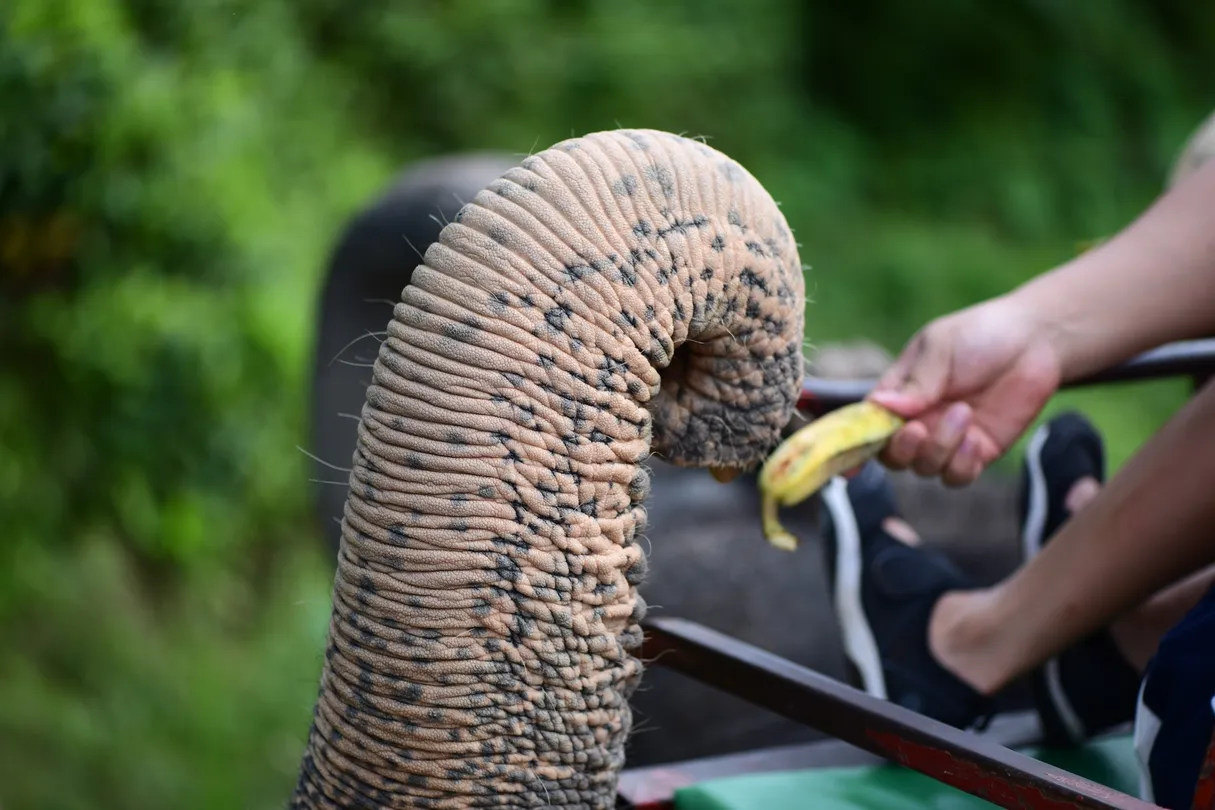 3_普吉沙法裏象園
