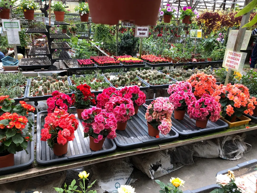 3_Healthy Strawberry Farm, Brinchang, Pahang.