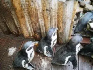 Wingham Wildlife Park