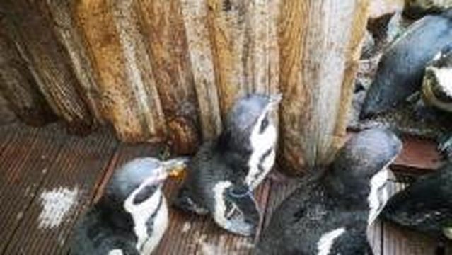 Wingham Wildlife Park