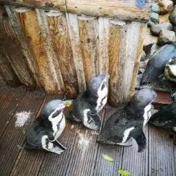 Hotels near Wingham Wildlife Park