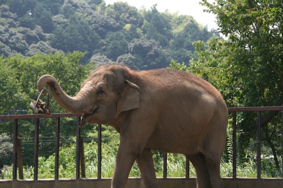 Nihondaira Zoo