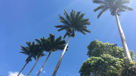 Parque Ruber Van Der Linder (Pau Pombo)