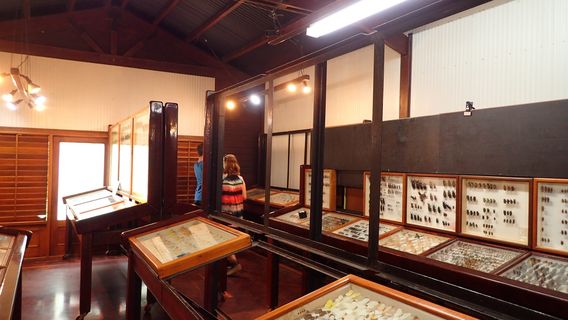 Daintree Entomological Museum