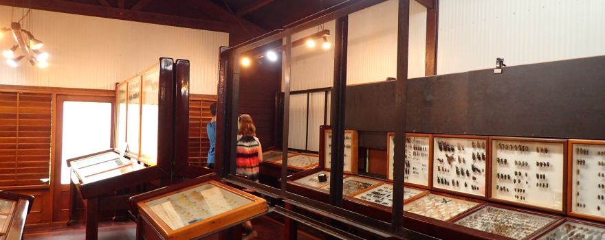 Daintree Entomological Museum