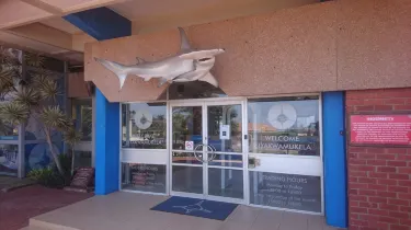 Natal Shark Board
