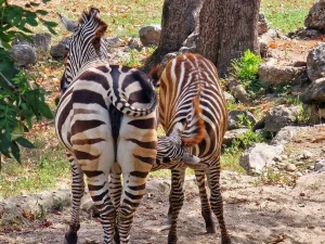 Belgrade Zoo
