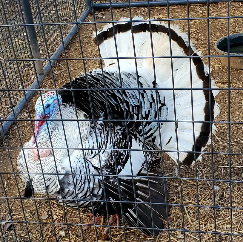 2_Leesburg Animal Park