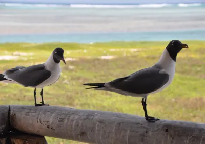 Cayo Pirata
