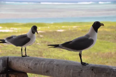 Cayo Pirata