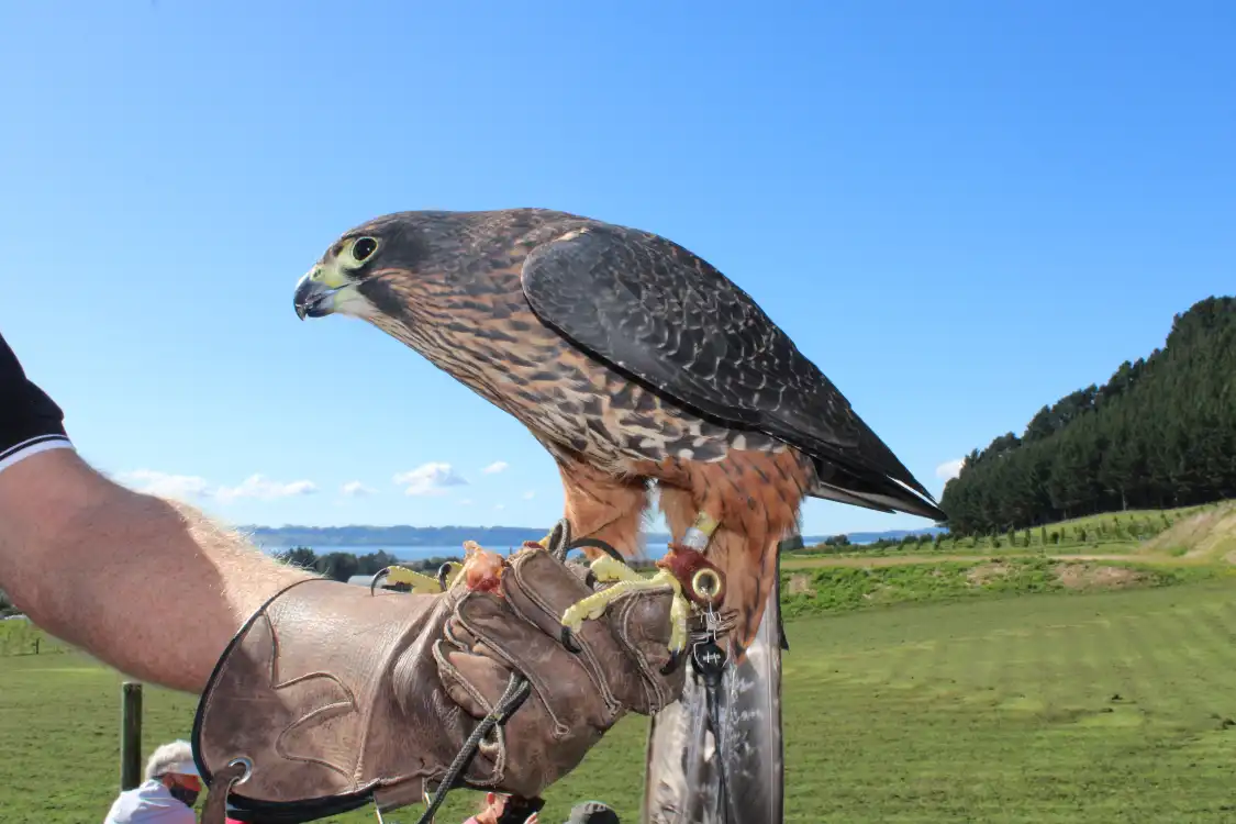 Hotel in zona Wingspan National Bird of Prey Centre