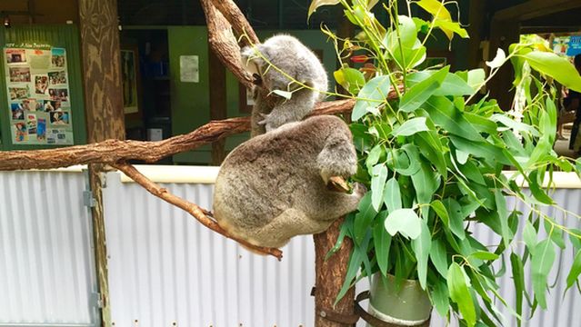 ZOO TO YOU HQ - Discovery Centre