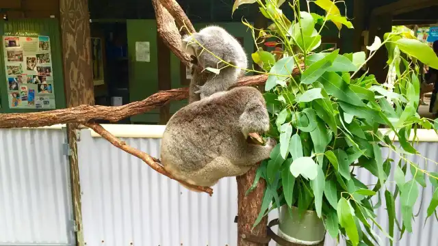 ZOO TO YOU HQ - Discovery Centre周辺のホテル