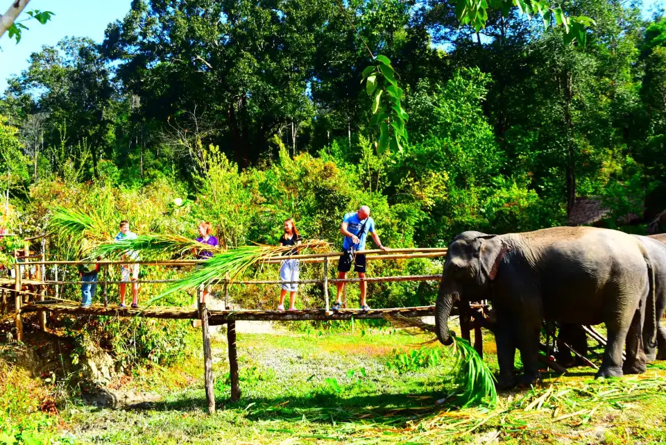 2_Elephants At Home