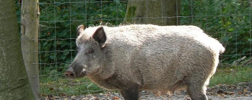 Parc Animalier de Roumare