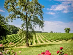 Cave des Vignerons de Tursan