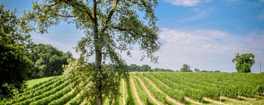 Cave des Vignerons de Tursan