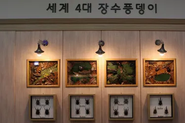 Hampyeong Expo Park - Butterfly Insect Specimen Exhibition hall