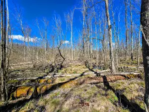 Cedar Bog Nature Preserve
