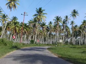Cedros Bay