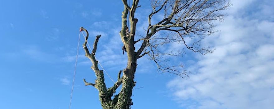 Great Oak Tree Services LTD