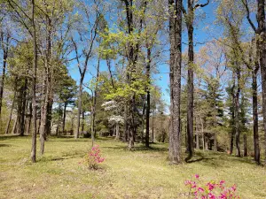 Pinecrest Azalea Gardens