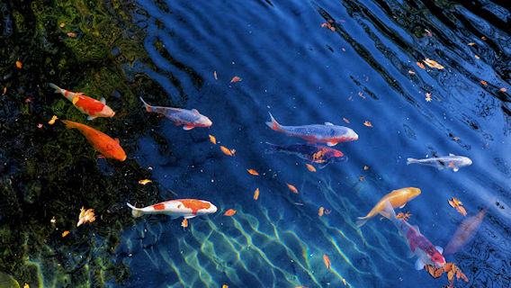 Hakuryu Lake