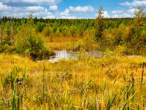 Brokenhead Wetland Interpretive Trail