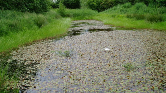 School Aycliffe Wetlands