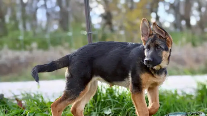 Hammertime Unleashed Dog Park