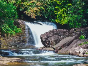 Sinharaja Rain forest, Waddagala, Kalawana