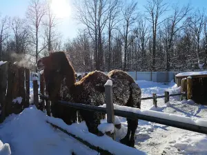 Horse Club