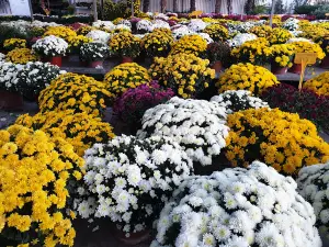 Rapi Plant 1