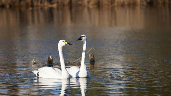 Pine Grove Campground