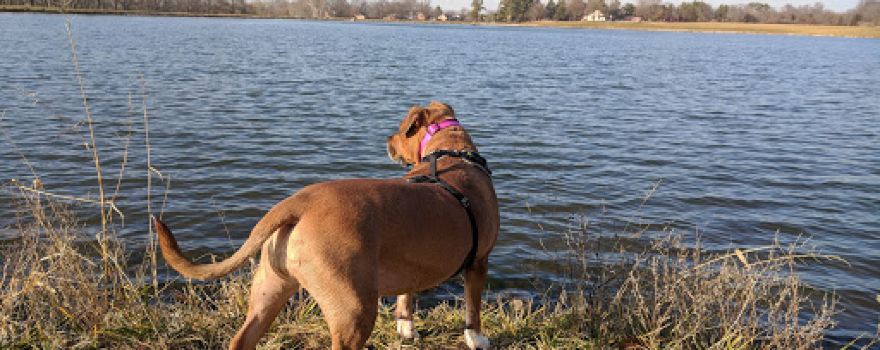 Dog Park